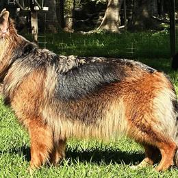 Maze - German Shepherd