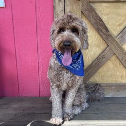 Ernie - Australian Labradoodle
