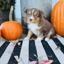Girl 5 - Red tri-color female Australian Shepherd puppy in Marion, Indiana from Sweetser Shepherds
