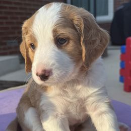 Ellis - Lady Liberty Litter - male Australian Mountain Doodle puppy in Greenville, Ohio from Woodbriar Wags