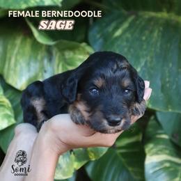 Sage (Blue Collar) - Tri-color female Bernedoodle puppy in Palmetto Bay, Florida from SOMIDOODLES