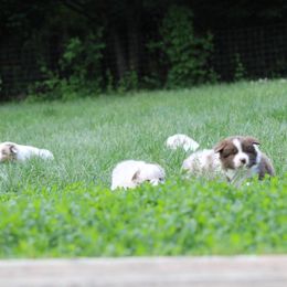 Australian Shepherd Puppies from Starlit Grove Australian Shepherds