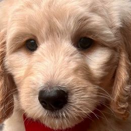 Goldendoodles from Eagles Hammock Goldendoodles