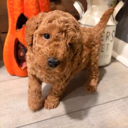 Simon (green collar ) - Red  male Goldendoodle puppy in Atco, New Jersey from Flannery’s lucky puppies 🍀
