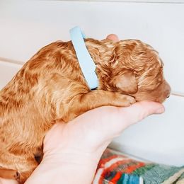 Labradoodle and Poodle Puppies from Lake City Poodles & Doodles