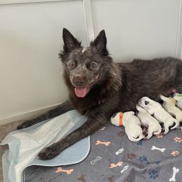 Australian Cattle Dog Puppies from Folie à Deux Australian Cattle Dogs