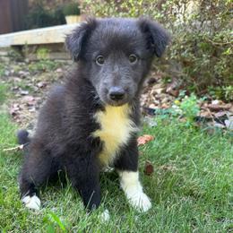 Bi Black Girl - Black and white female Shetland Sheepdog puppy in Shirley, Arkansas from Lucky Pups