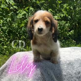 Dachshund Puppies from Camacho_Dachshunds