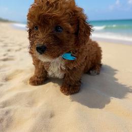 Mario - Red  male Goldendoodle puppy in Mint Hill, North Carolina from DoodleForever