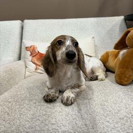 Lucky - Piebald male Dachshund puppy in Lakecreek, Oregon from Forever Doxie