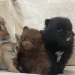 Pomeranians from Hughes Springs Tx Poms