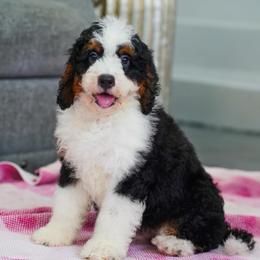 Crimson - Tri-color male Bernedoodle puppy in Dundee, Ohio from Down Home Doodle