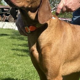 Vizslas from Circle Bar J