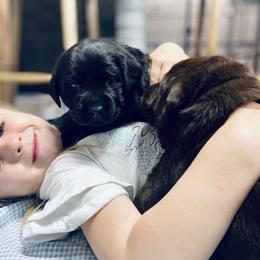 Labrador Retriever Puppies from The Homestead at Little Creek