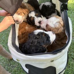 Bernedoodle Puppies from Palmetto Bernedoodles Boutique
