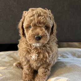 Maltipoo Puppies from Jessica's Maltipoos