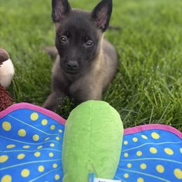Belgian Malinois Puppies from Stellar Malinois