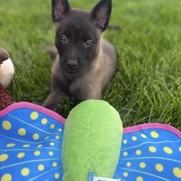Belgian Malinois Puppies from Stellar Malinois