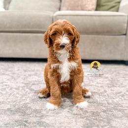 Rocky Road - Red  male Goldendoodle puppy in Dallas County, Texas from Dream A Little Doodle