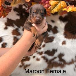 2 red - Red and rust female Doberman Pinscher puppy in Fraziers Bottom, West Virginia from Loyal Hearts Farm / RK's Dobermans
