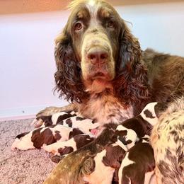 Birdie - English Springer Spaniel