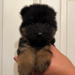 Selina - Black and red female German Shepherd puppy in Quartz Hill, California from Von Gonzalez Kennel