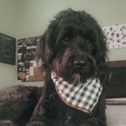 Kaia - Goldendoodle