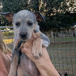 Girl 3 - Blue mottled female Australian Cattle Dog puppy in Choctaw, Oklahoma from Karen Elliott
