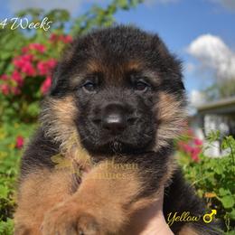 Yellow - Black and red male German Shepherd puppy in Orlando, Florida from AceHaven Canines