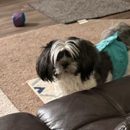 Shih Tzu All Grown Up from Jeanniebelle’s Sweet Shih Tzus