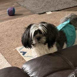 Shih Tzu All Grown Up from Jeanniebelle’s Sweet Shih Tzus