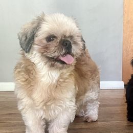 Aloha - Shih Tzu