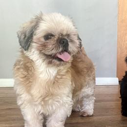 Aloha - Shih Tzu
