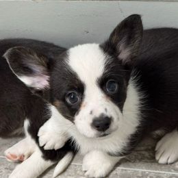 Ashi - Black and white female Cardigan Welsh Corgi puppy in Omaha, Arkansas from DnD Corgis