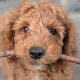 Double Doodles and Goldendoodles from Red White and Doodle