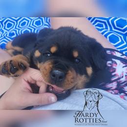 Rottweiler Puppies from Hardy Rotties