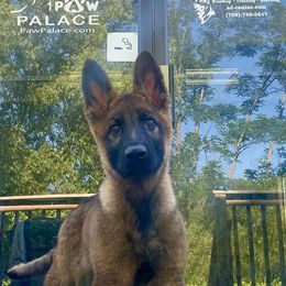 German Shepherd All Grown Up from Vom Stainherz kennels