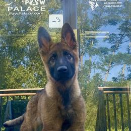German Shepherd All Grown Up from Vom Stainherz kennels