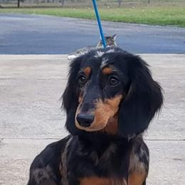 Motleigh - Dapple female Dachshund puppy in Ashford, Alabama from Circle City Dachshunds