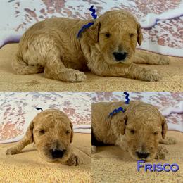 Fresco - Apricot male Poodle puppy in Swansboro, North Carolina from Monarch Standard Poodles
