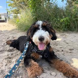 Trained F1 - Tri-color male Bernedoodle puppy in Wamego, Kansas from Doodles of Oz