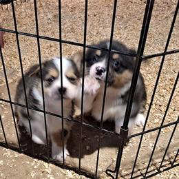 Pembroke Welsh Corgis from Pals Corgis