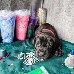 Andarna - Black and white female Great Dane puppy in Climax, Michigan from Beaver Creek Danes