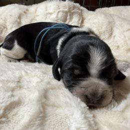 Rocky (Blue) - Black white and tan male English Springer Spaniel puppy in Conifer, Colorado from Majestic Mountain Springs
