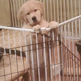 Golden Retriever Puppies from Sunkyst Golden Retrievers