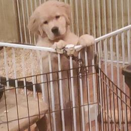Golden Retriever Puppies from Sunkyst Golden Retrievers