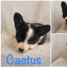 Cactus - Black and white male Cardigan Welsh Corgi puppy in Box Elder, South Dakota from BELieve Cardigan Welsh Corgis