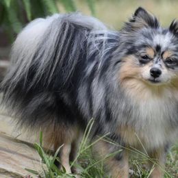 Pomeranians from Blue Cottage Pomeranians