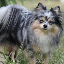 Pomeranians from Blue Cottage Pomeranians