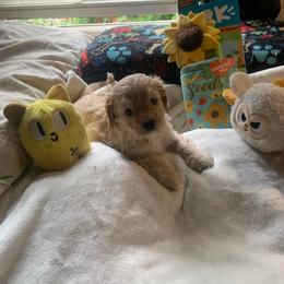 Butters - Apricot male Cavapoo puppy in Woodridge, New York from Woodland poodles and Cavapoos